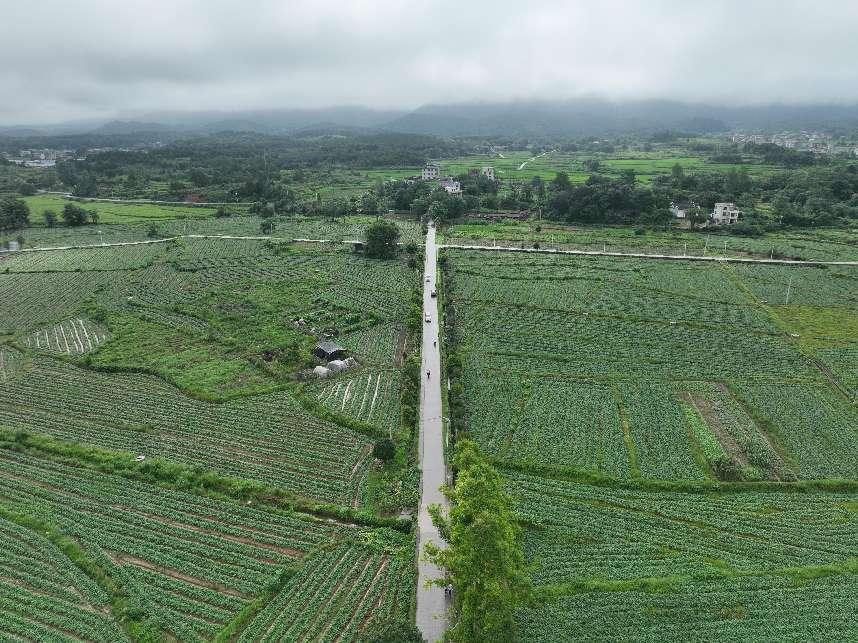 水口山鎮(zhèn)：田間好風景?致富添“薯”光