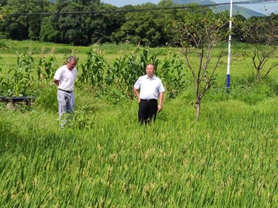 零陵：農(nóng)技專家田間地頭“開方”