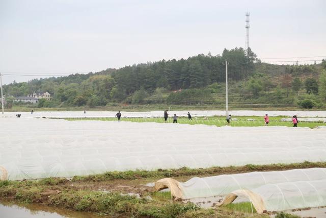 零陵以耕地保護夯實生態(tài)文明建設根基