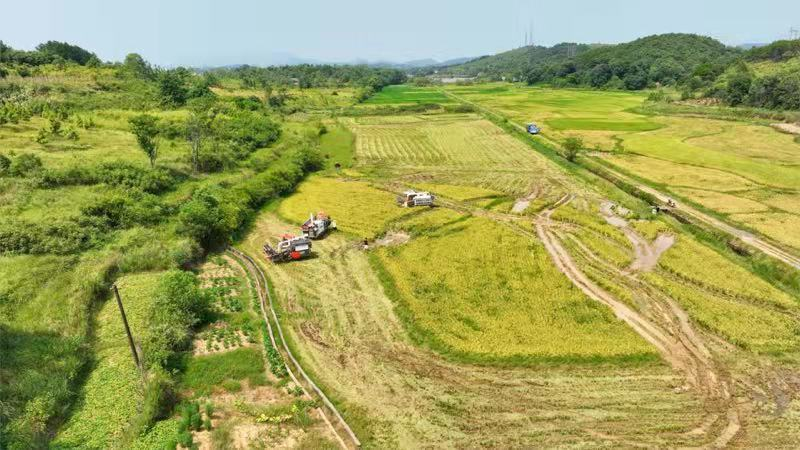 零陵：現(xiàn)代農(nóng)機“雙搶”顯神威