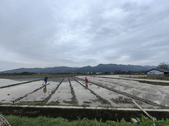 零陵多措并舉整治耕地“非農(nóng)化”“非糧化”