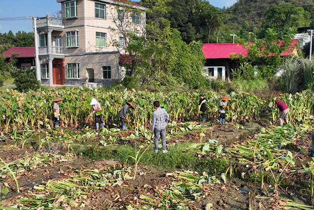 零陵：绘就乡村新画卷 共筑美好家园梦