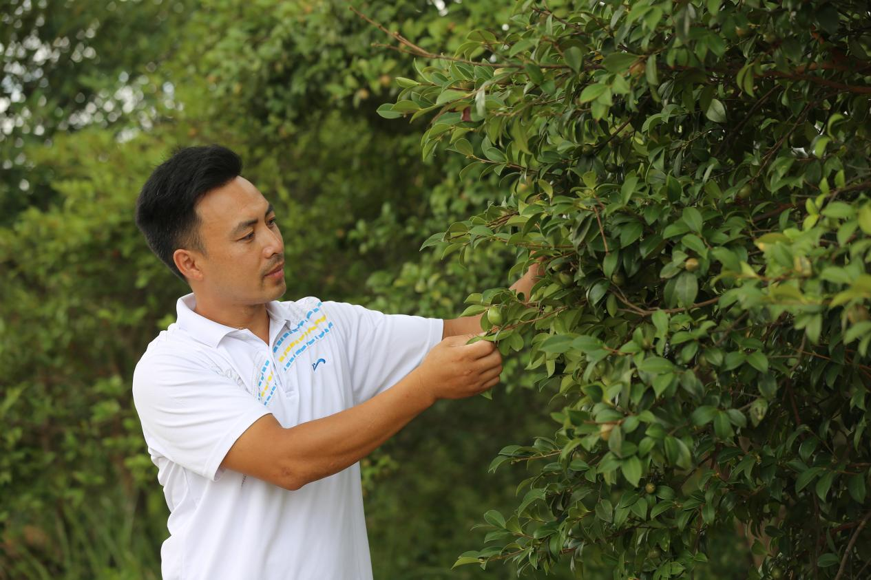 零陵：林下种药 增绿增收