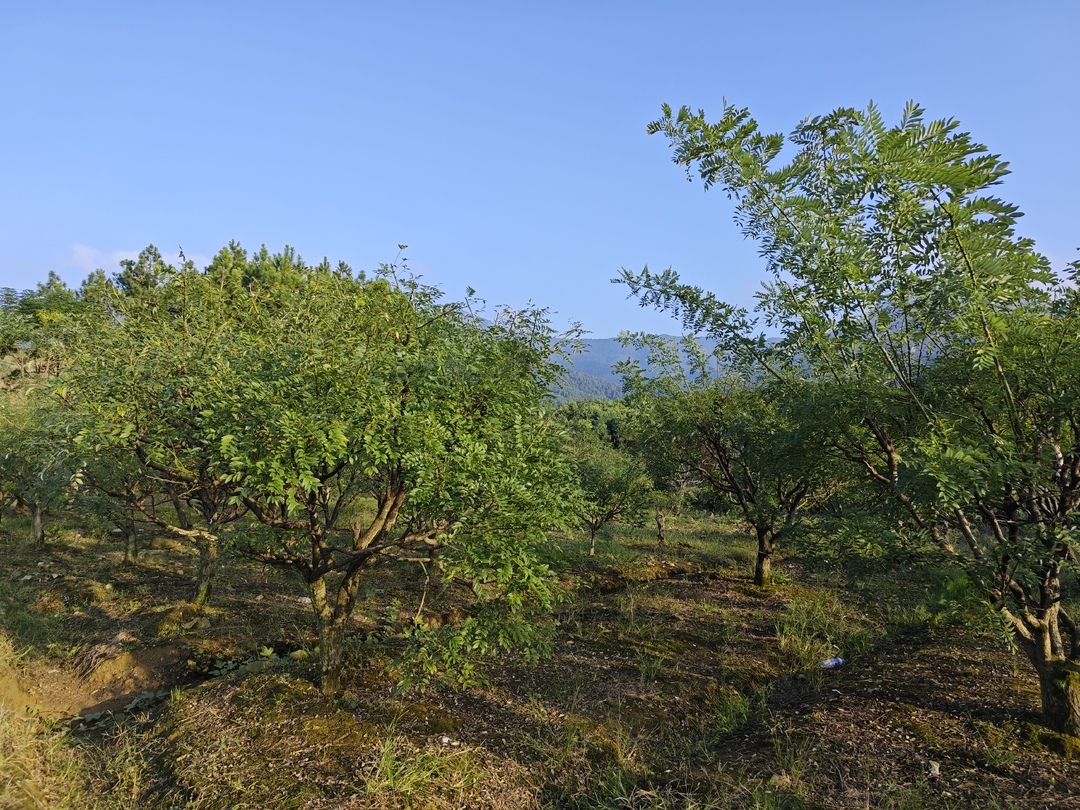 零陵区水口山镇：种下槐米苗，探寻致富路