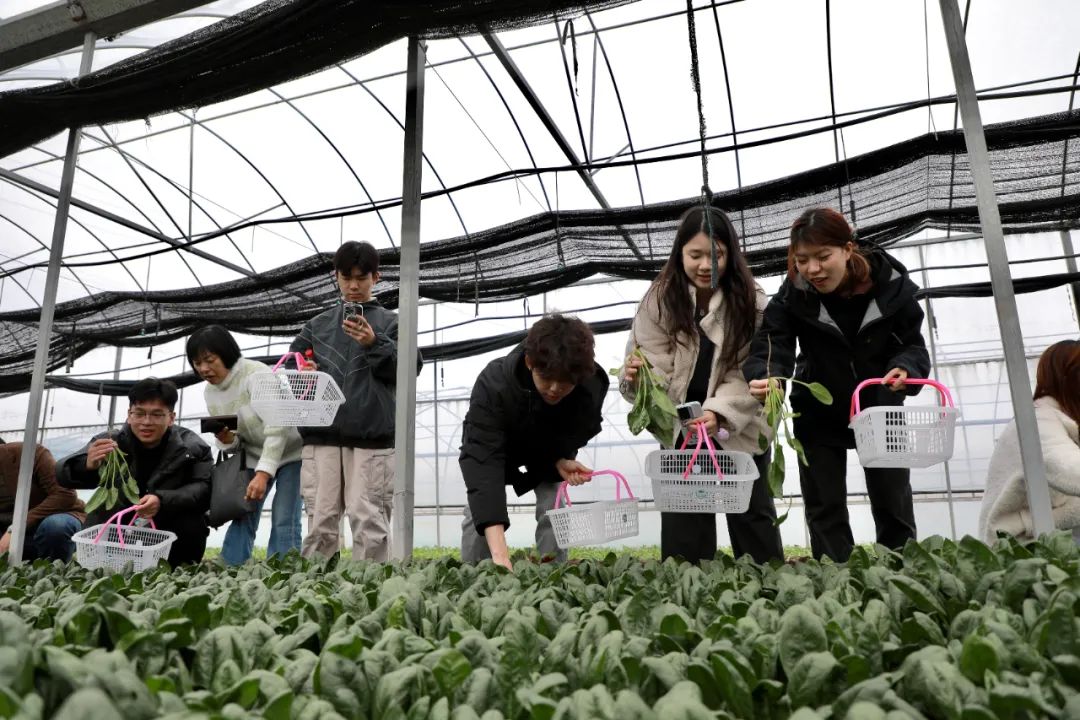 零陵：港澳学子香零山里访“种菜”