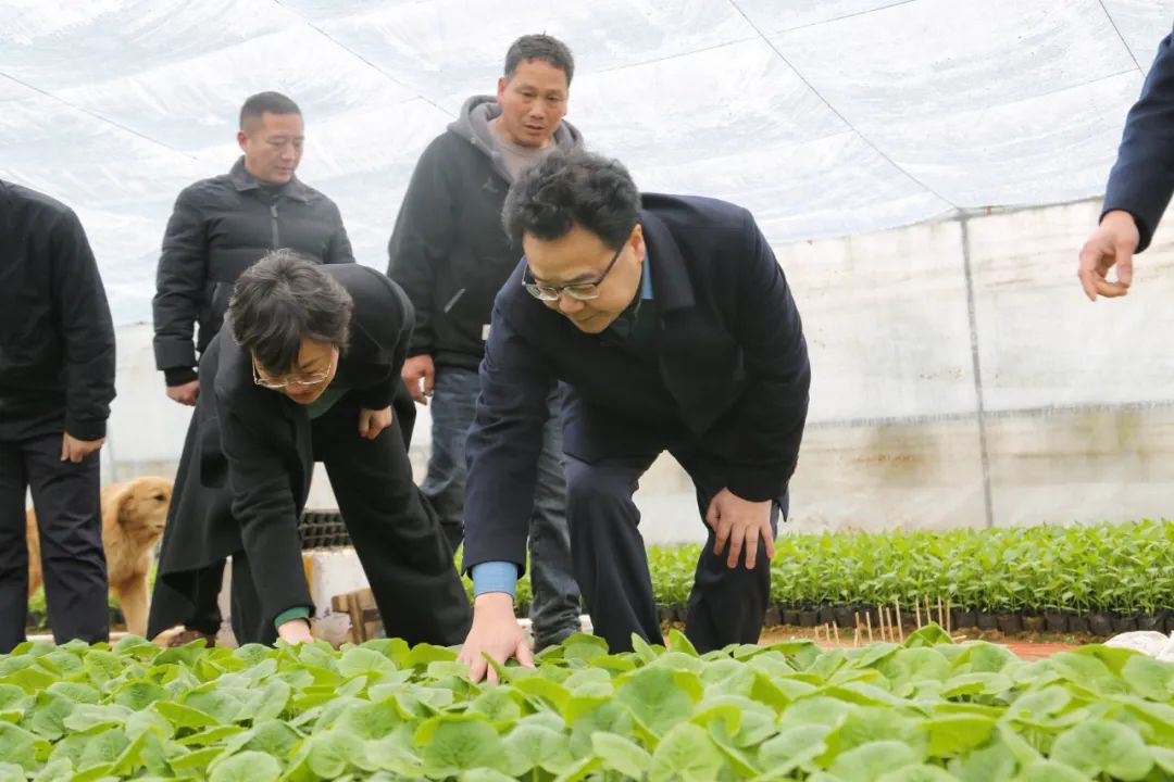 赵立平赴乡镇街道调研蔬菜产业发展