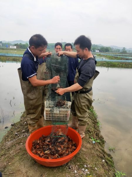 零陵“稻虾共作”综合种养助农增收