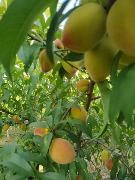 零陵：早熟黄桃助农增收