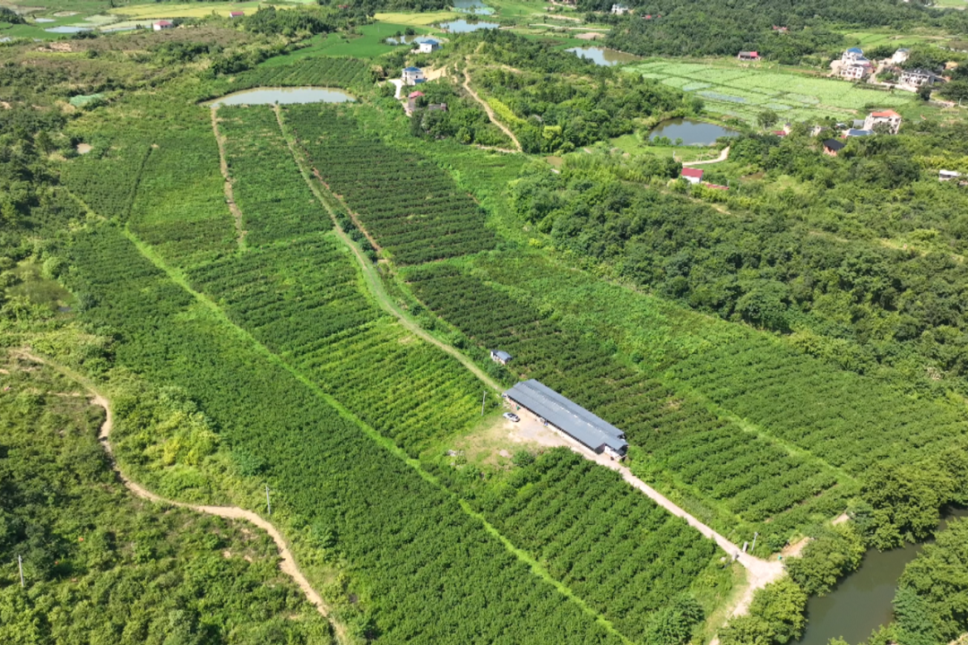 零陵黃金奈李喜獲豐收 特色種植助力鄉(xiāng)村振興