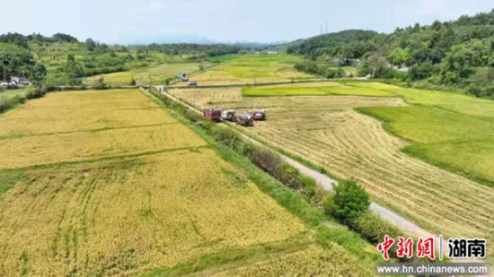 零陵28.5萬畝早稻陸續(xù)成熟豐收
