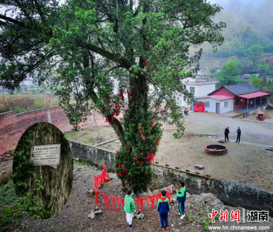 零陵區(qū)千余株古樹名木全部建檔
