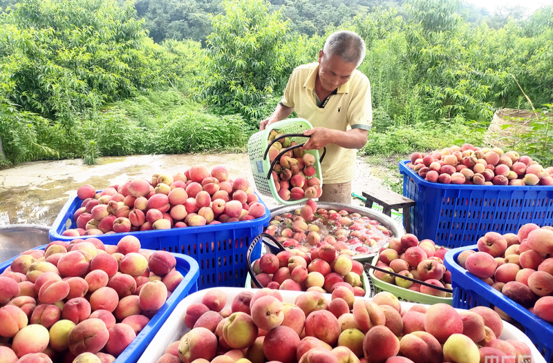 零陵：“四農(nóng)產(chǎn)業(yè)”助力農(nóng)民就業(yè)增收