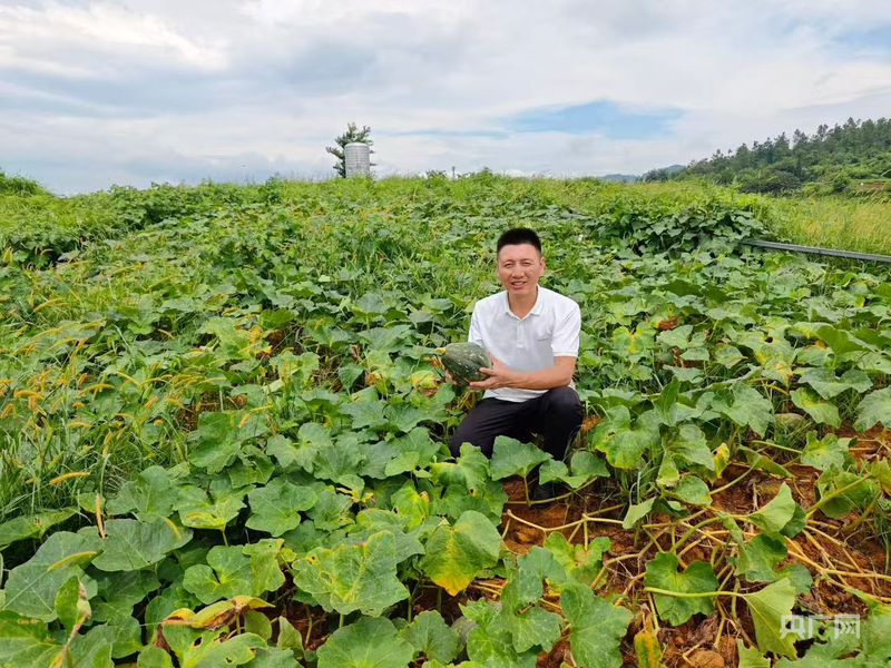 零陵：荒地變寶地 香芋南瓜助振興