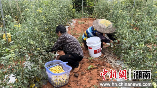零陵特色農(nóng)產(chǎn)品種植盤(pán)活村集體經(jīng)濟(jì)