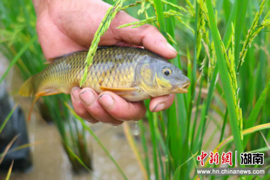 零陵：“稻鱼共生”铺就生态致富路