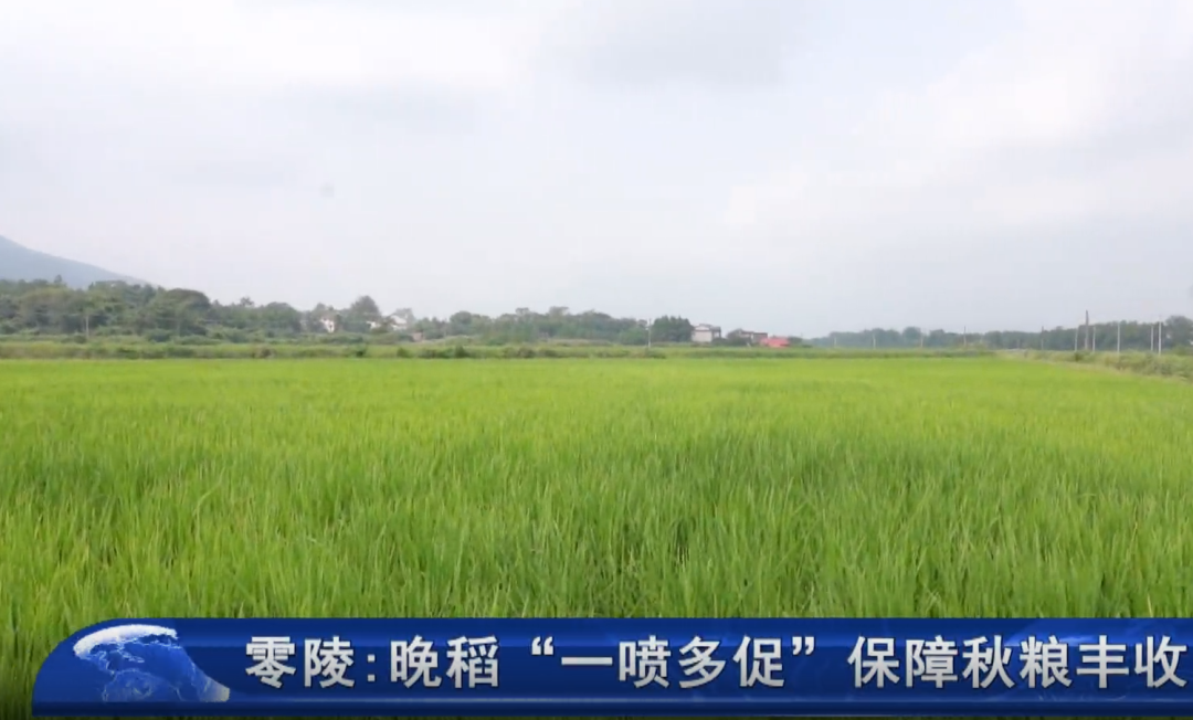 零陵：晚稻“一喷多促” 保障秋粮丰收