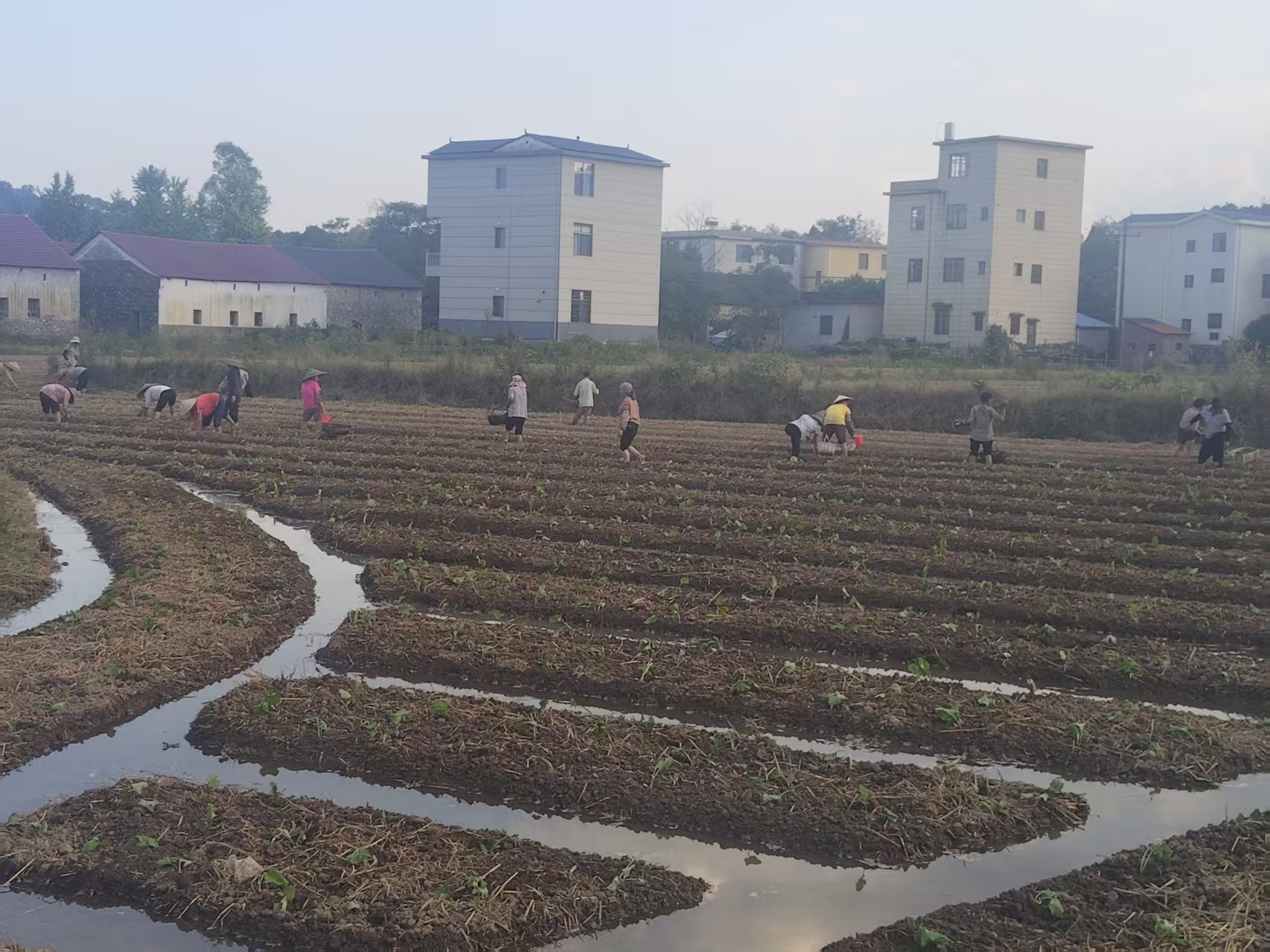 零陵区石岩头镇：百亩菜苔迎秋栽 种出振兴新希望