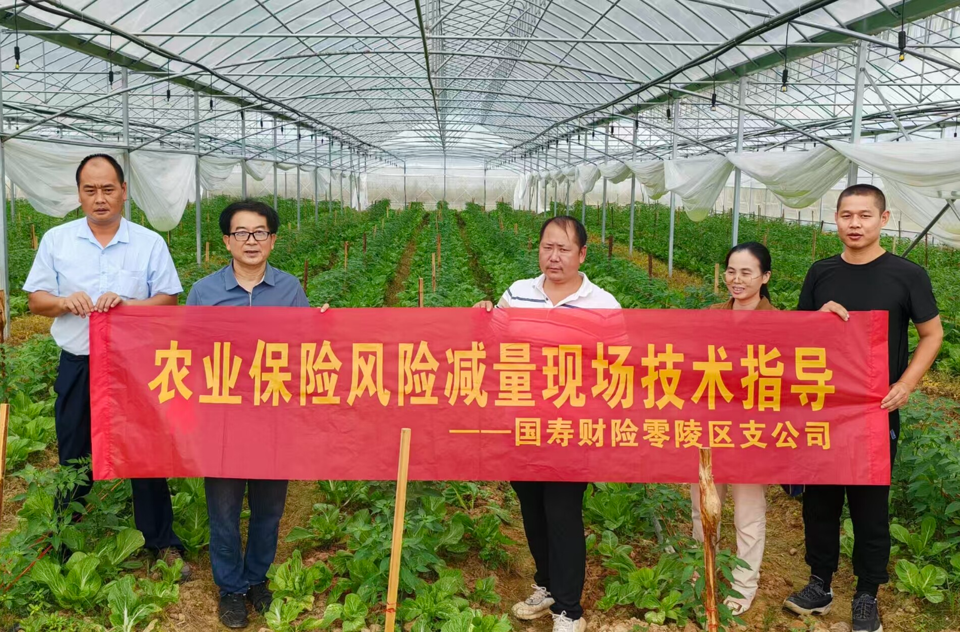 农业保险携手农技支持护航百姓“菜篮子