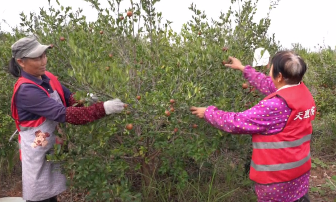 零陵：金果满枝头 油茶香四溢