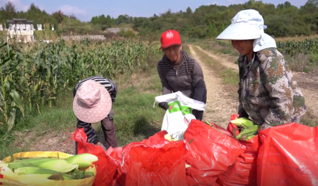 零陵：千亩水果玉米喜获丰收