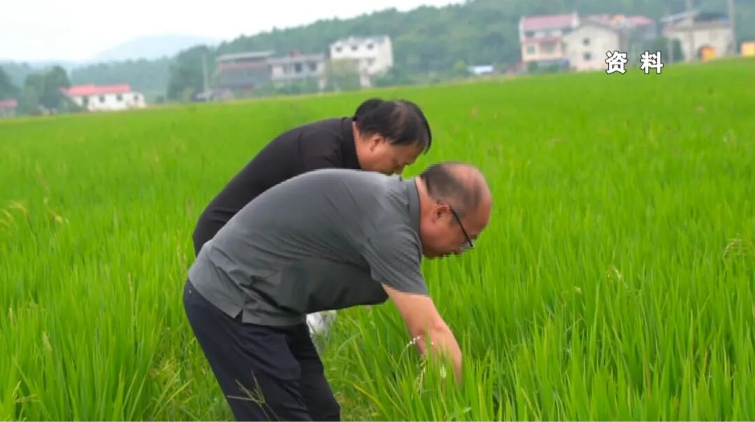 零陵：特色农业“百花齐放” 绘就乡村振兴新画卷