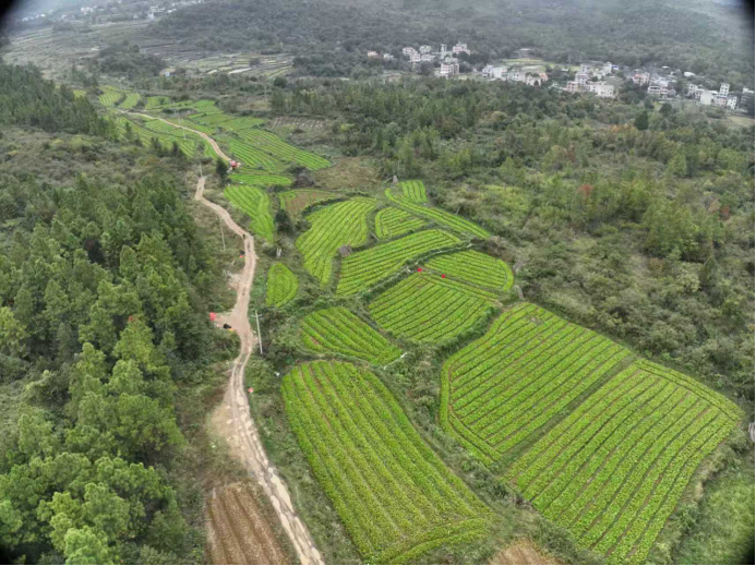 零陵：“豆角+芥菜”轮出产业好“钱”景