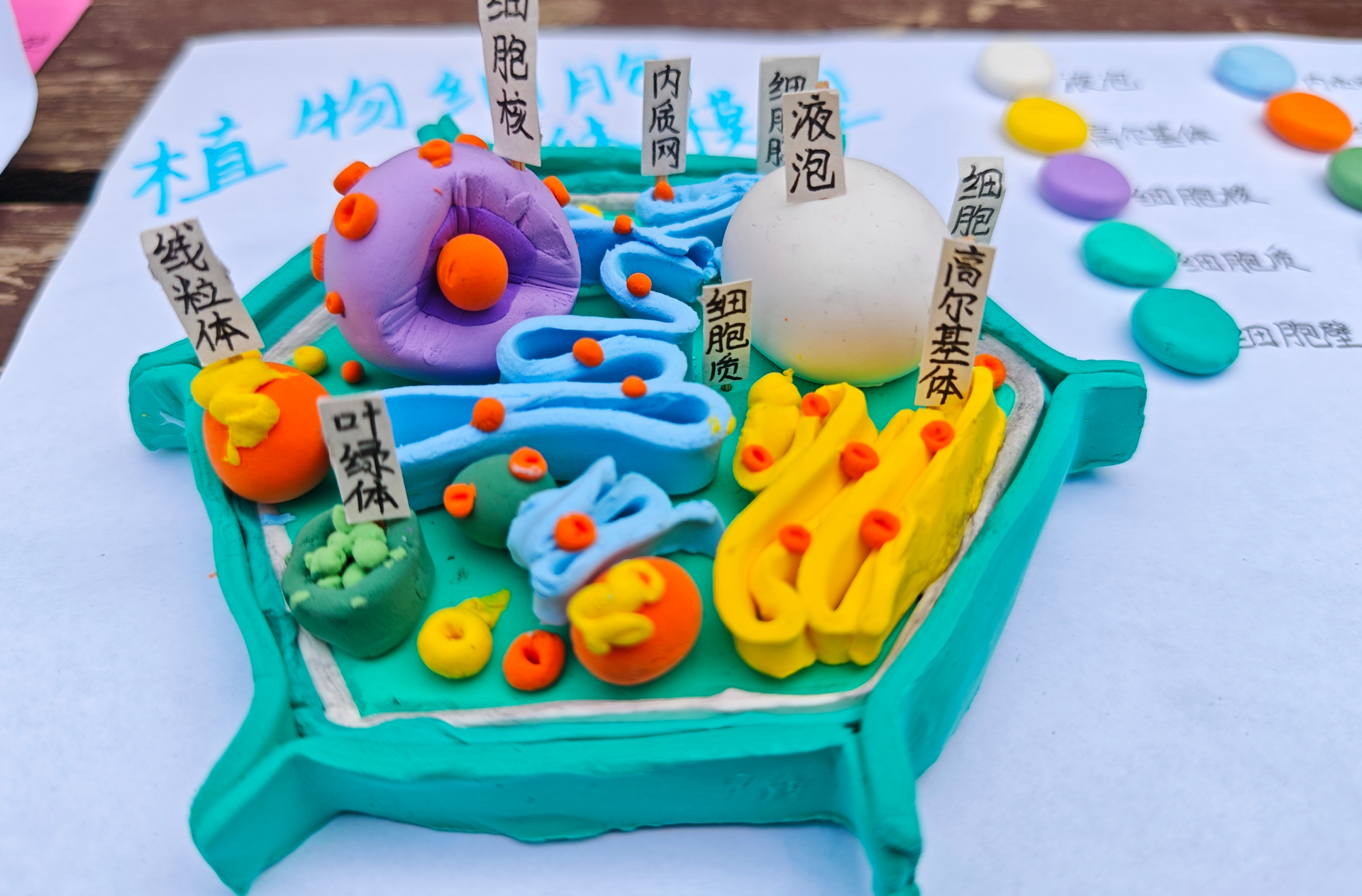 细胞“跳”出书本！永州一中朝阳学校生物细胞模型制作比赛让生物课“活”起来