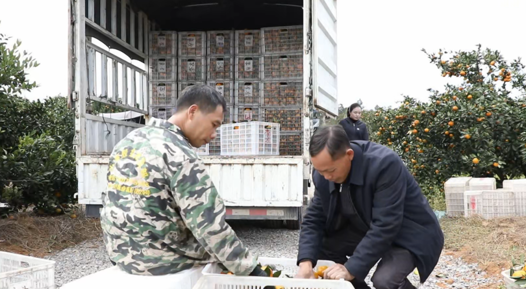 订单兜底+代办搭桥+批发商助力 蜜桔产销两旺迎丰收