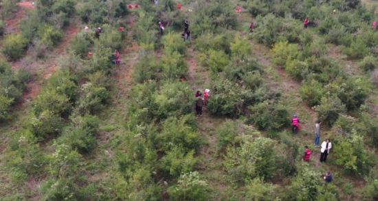 零陵30万亩油茶迎丰收 “绿色银行”助乡村振兴