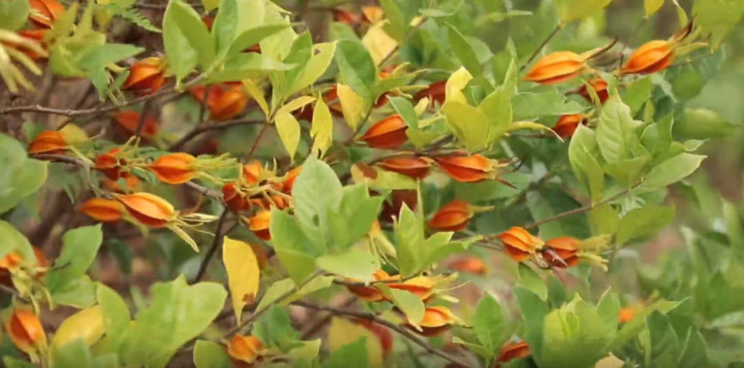 黄栀子结出“黄金果” 铺就致富“金色路”