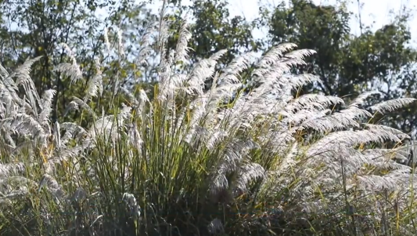零陵：芦荻花开映潇水 如雪似梦醉游人