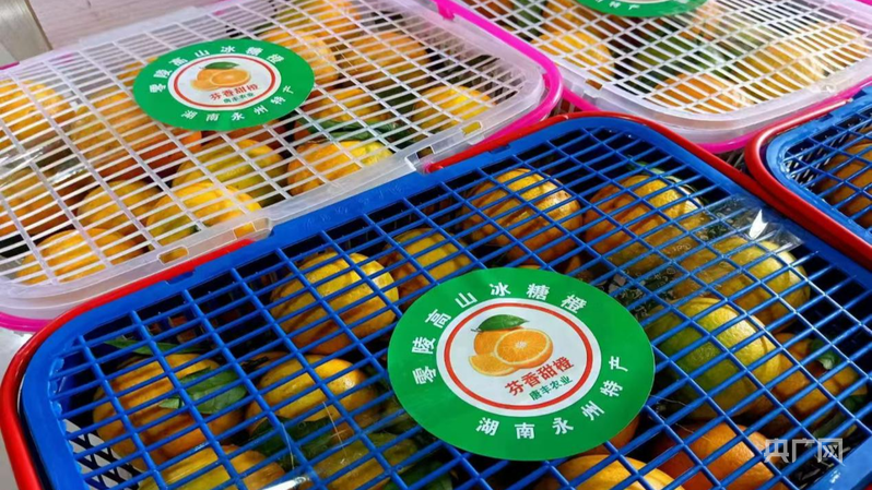 零陵：金果满枝头 果农乐丰收