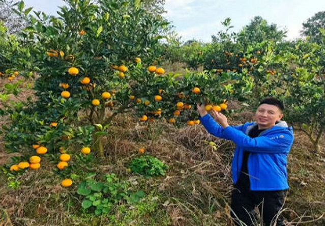 零陵：特色水果产业引领乡村振兴