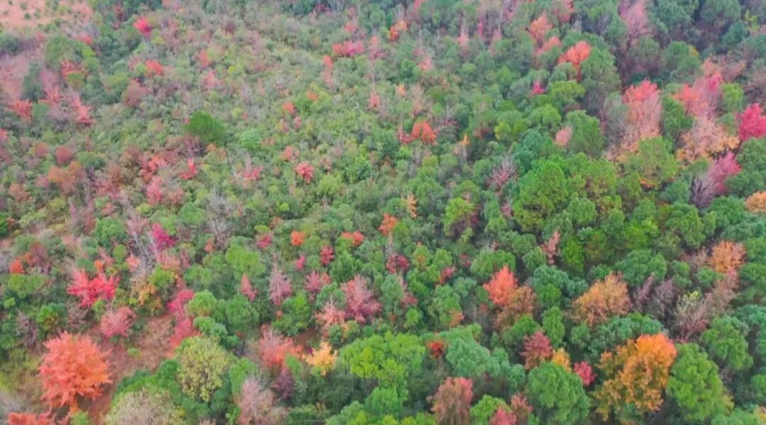 漫山枫叶，专治“班味”！本周末，去零陵井塘尾打卡