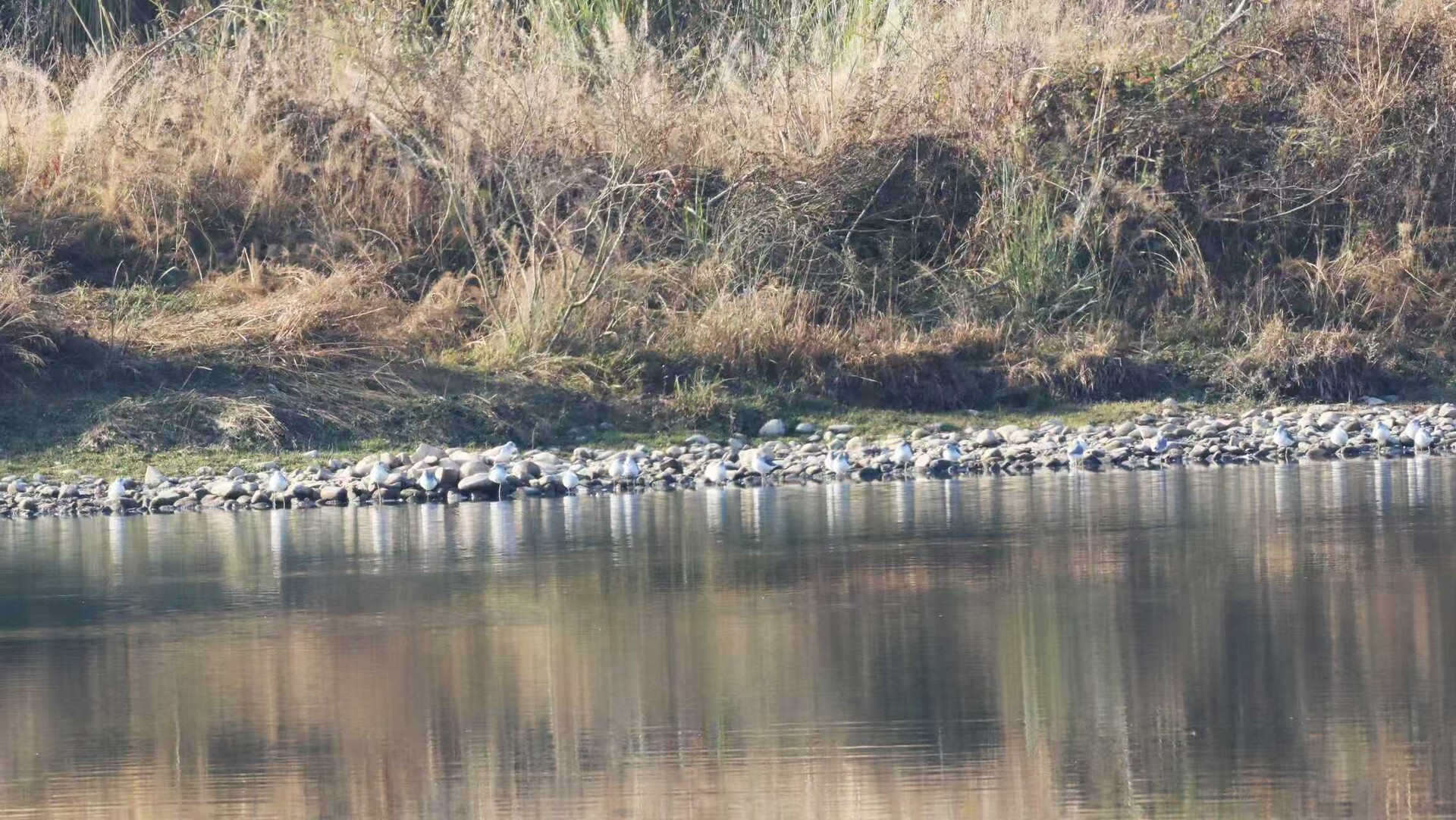 如约而至的“精灵们”