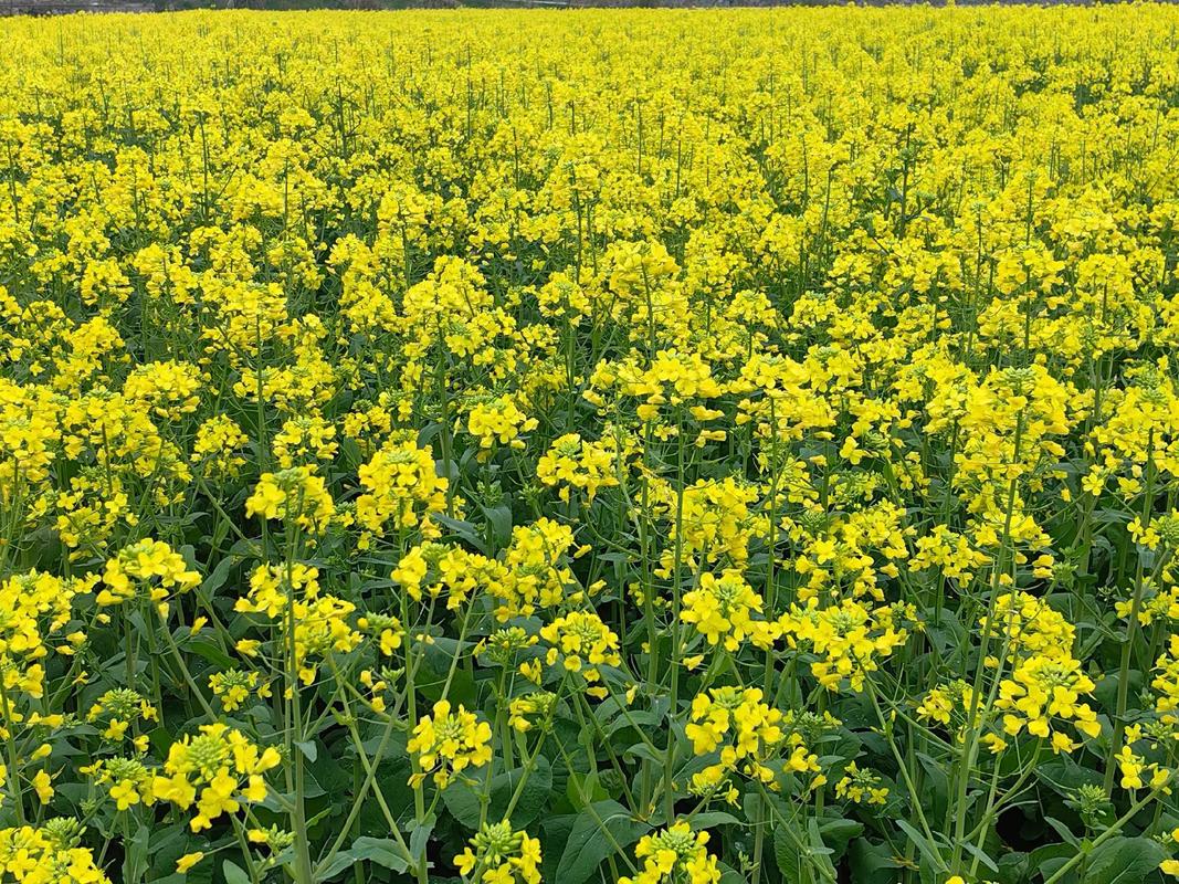 零陵：万亩油菜花正艳 农旅融合促增收