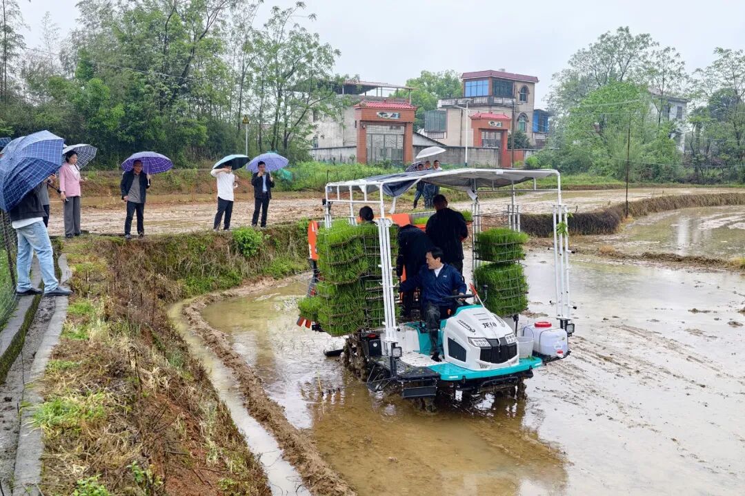 零陵：制种大田抛下全省首株机抛秧