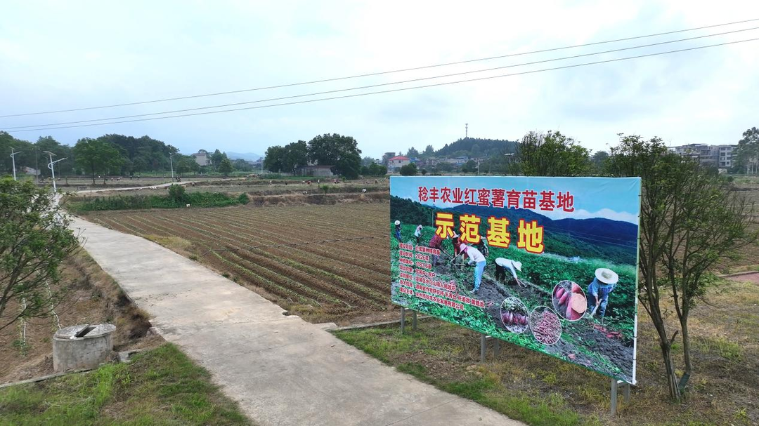 沃野田畴织锦绣 特色农业绘“丰”景