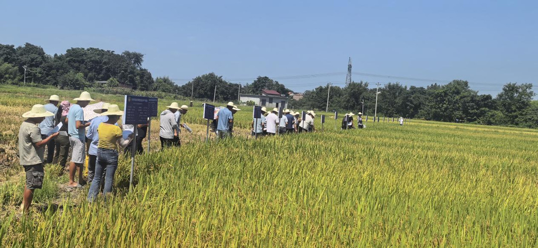 选好良种助粮安——零陵区举办湖南省粮油作物优良品种丰产性展示暨“看禾选种”交流会